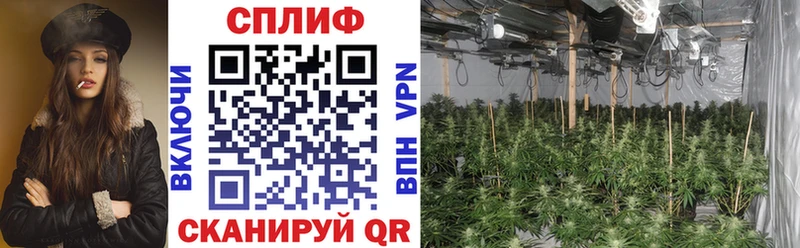 Конопля конопля OMG рабочий сайт Козловка где продают наркотики